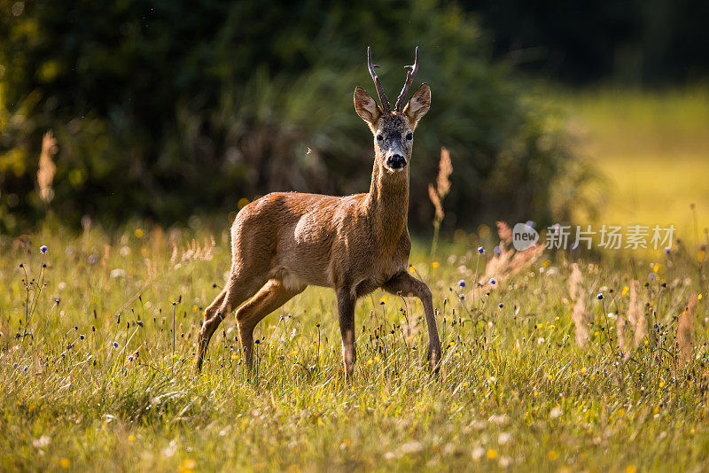 鹿(学名:Capreolus Capreolus)